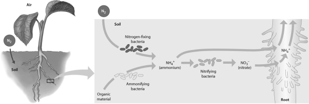 <strong> Examine the figure above.Which of the following add ammonium to the soil by decomposing organic matter?</strong> A) nitrifying bacteria only B) ammonifying bacteria only C) nitrogen-fixing bacteria only D) nitrifying bacteria and nitrogen fixing bacteria