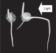 <strong>The figure below shows plants originally grown in the dark,and then a light is added on one side only (arrow).Predict the response of the plants to the addition of the light source. </strong> A) Auxin becomes concentrated on the lighted side of the plants, and the plants begin to grow toward the light. B) Auxin becomes concentrated on the darker side of the plants, and the plants begin to grow toward the light. C) Auxin becomes concentrated on the lighted side of the plants, and the plants begin to grow away from the light. D) Auxin becomes concentrated on the darker side of the plants, and the plants begin to grow away from the light.