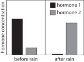<strong> A scientist finds seeds of an unknown plant on top of the soil in a desert.She measures the concentration of two hormones in these seeds.After it rains,she collects more of these seeds,and finds that the concentration of the two hormones has changed.A graph of her results is shown above.If the scientist returns to the desert to collect more seeds,a few days later,what should she observe?</strong> A) The seeds that are still in the desert will be dormant. B) The seeds that are still in the desert will be germinating. C) The seeds that are still in the desert will be dead. D) The seeds that are still in the desert will have increased levels of hormones 1 and 2.