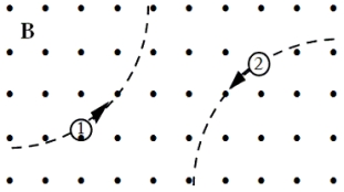 <strong>Two particles move through a uniform magnetic field that is directed out of the plane of the page.The figure shows the paths taken by the two particles as they move through the field.The particles are not subject to any other forces or fields.Which one of the following statements concerning these particles is true? </strong> A)The particles may both be neutral. B)Particle 1 is positively charged; 2 is negative. C)Particle 1 is positively charged; 2 is positive. D)Particle 1 is negatively charged; 2 is negative. E)Particle 1 is negatively charged; 2 is positive.