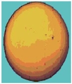 <strong> Stars like our Sun emit most of their light in which part of the electromagnetic spectrum?</strong> A) the visible B) the X-ray C) the ultraviolet D) the radio E) the infrared