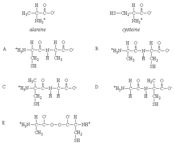 <strong>Which of the structures below corresponds to the dipeptide cysteylananine? The parent amino acids are shown below. </strong> A)A B)B C)C D)D E)E