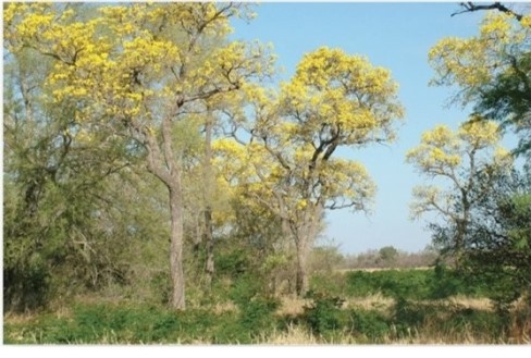 <strong> Trumpet trees (Tabebuia caraiba),a dry-season deciduous tree would likely be found in which of the following biomes?</strong> A)Tropical seasonal forest and scrub. B)Tropical rain forest. C)Desert. D)Midlatitude grassland.