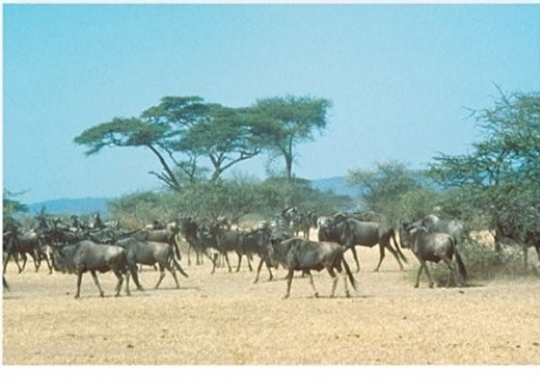 <strong> The Serengeti in east Africa is an example of which biome?</strong> A)Arctic and alpine tundra. B)Desert. C)Tropical savanna. D)Midlatitude grassland.