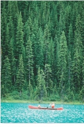 <strong> This extensive biome is dominated by evergreen needleleaf forests.Which is this biome?</strong> A)Boreal and montane forest. B)Midlatitude broadleaf and mixed forest. C)Tropical seasonal forest and scrub. D)Temperate rain forest.