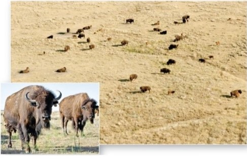 <strong> The near annihilation of the American bison (Bison bison)has restricted its occurrence to a few protected remnants and preserves in this biome.Which is this biome?</strong> A)Midlatitude broadleaf and mixed forest. B)Tropical savanna. C)Boreal and montane forest. D)Midlatitude grassland.