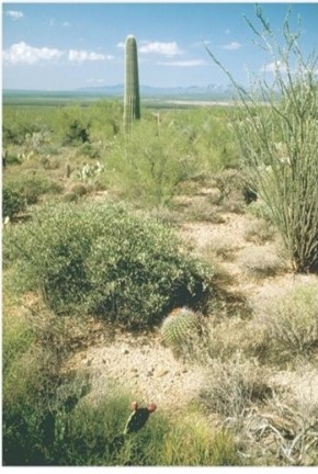 <strong> Succulents,such as the saguaro cactus (Carnegiea gigantea)found in southern Arizona,southeastern California,northern Mexico,and the Baja Peninsula,are representative vegetation in which biome? Which biome is this?</strong> A)Tropical savanna. B)Deserts. C)Mediterranean shrubland. D)Midlatitude grassland.