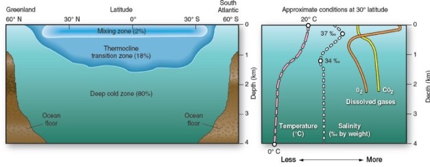 <strong> Within the mixing zone and thermocline,which best describes average temperature and salinity?</strong> A)These decrease with depth. B)These increase with depth. C)These remain fairly constant with depth. D)These decrease within the mixing zone,but increase the thermocline.