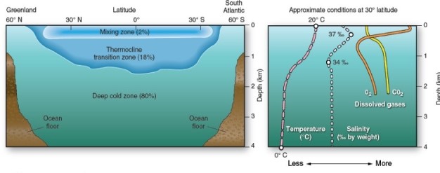 <strong> Within the deep cold zone,which best describes average temperature and salinity?</strong> A)These decrease with depth. B)These increase with depth. C)These remain fairly constant with depth. D)These decrease within the mixing zone,but increase the thermocline.