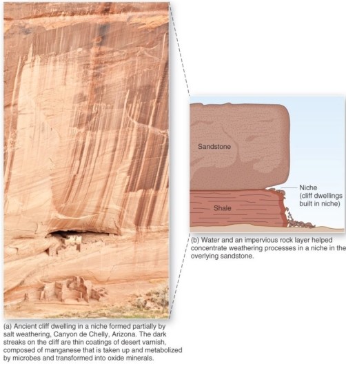<strong> A niche in sandstone,such as that in Arizona's Canyon de Chelly,is indicative of which weathering process?</strong> A)Exfoliation. B)Carbonation. C)Frost wedging. D)Salt-crystal growth.