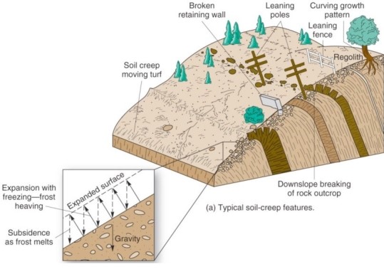 <strong> Which is the mass movement process responsible for the curved growing pattern in the trees and the downslope leaning of the utility posts and fences?</strong> A)Debris avalanche. B)Soil creep. C)Landslide. D)Rockfall.