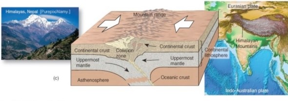 <strong> What type of convergent boundary associated with orogeny is illustrated here?</strong> A)Oceanic plate-continental plate collision. B)Oceanic plate-oceanic plate collision. C)Continental-plate-continental plate collision.