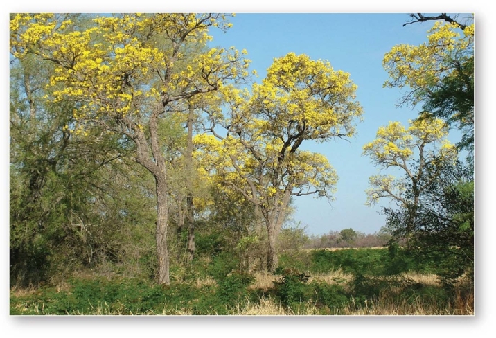 <strong>  Trumpet trees (Tabebuia caraiba),a dry-season deciduous tree,would likely be found in which of the following biomes?</strong> A)Tropical seasonal forest and scrub B)Desert C)Midlatitude grassland D)Tropical rain forest <div style=padding-top: 35px> 