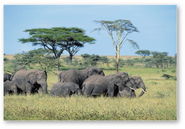 <strong>  Acacias and elephants in southern Africa are indicative of which biome?</strong> A)Tropical savanna B)Midlatitude grassland C)Arctic and alpine tundra D)Desert <div style=padding-top: 35px> 