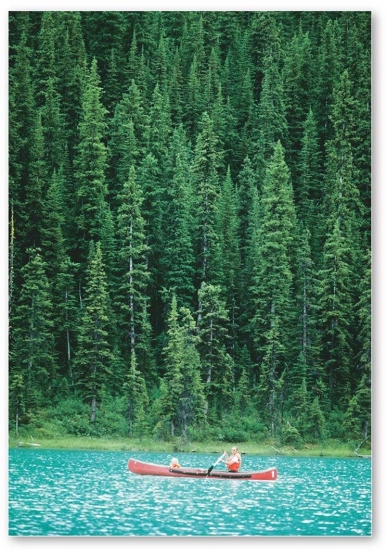<strong>  This extensive biome is dominated by evergreen needleleaf forests.</strong> A)Tropical seasonal forest and scrub B)Midlatitude broadleaf and mixed forest C)Temperate rain forest D)Boreal and montane forest <div style=padding-top: 35px> 
