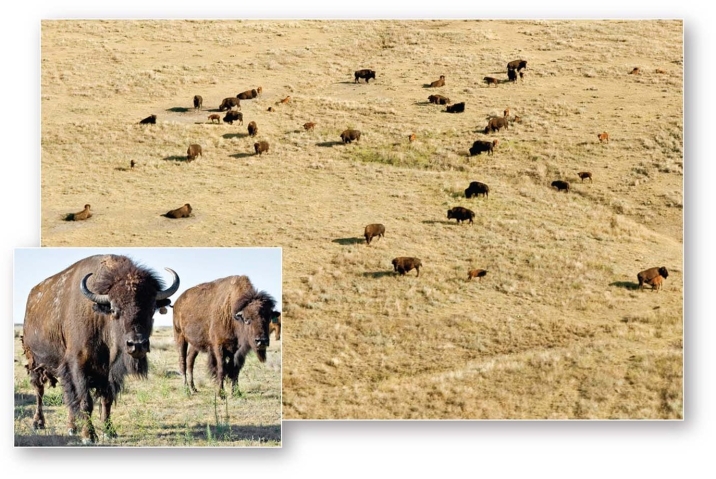 <strong>  The near annihilation of the American bison (Bison bison)has restricted its occurrence to a few protected remnants and preserves in this biome.</strong> A)Midlatitude broadleaf and mixed forest B)Tropical savanna C)Midlatitude grassland D)Boreal and montane forest <div style=padding-top: 35px> 