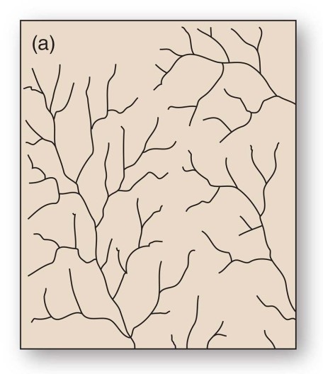 <strong>Stream drainage patterns are determined by which of the following?</strong> A)Regional steepness and relief B)Climate C)Variations in rock resistance D)Climate,regional steepness and relief,and variations in rock resistance