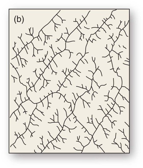 <strong>This tree-like drainage pattern efficiently moves water and sediment through its system due to minimization of the total length of each branch.</strong> A)Deranged B)Dendritic C)Trellis D)Radial