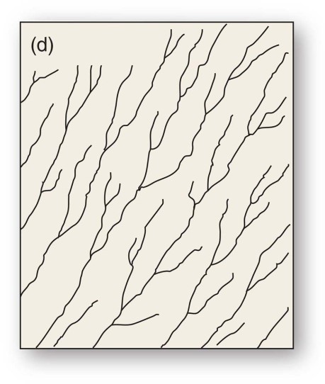 <strong>This drainage pattern results when streams flow off a central peak or dome.</strong> A)Radial B)Rectangular C)Trellis D)Annular