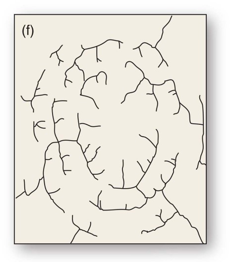 <strong>Faulted and jointed landscapes directs streams courses in patterns of right -angle turns forming this drainage pattern.</strong> A)Rectangular B)Radial C)Dendritic D)Trellis