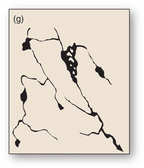 <strong>Structural domes with concentric patterns of rock strata guide stream courses to form this drainage pattern.</strong> A)Annular B)Dendritic C)Parallel D)Radial