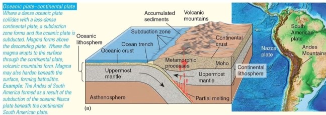 <strong>Which of the following is NOT one of the three types of tectonic activity that causes orogenesis along convergent boundaries?</strong> A)Oceanic plate-continental plate collision B)Continental plate-continental plate collision C)Oceanic plate-oceanic plate collision D)Oceanic plate-continental plate collision,oceanic plate-oceanic plate collision,and continental plate-continental plate collision are all correct.