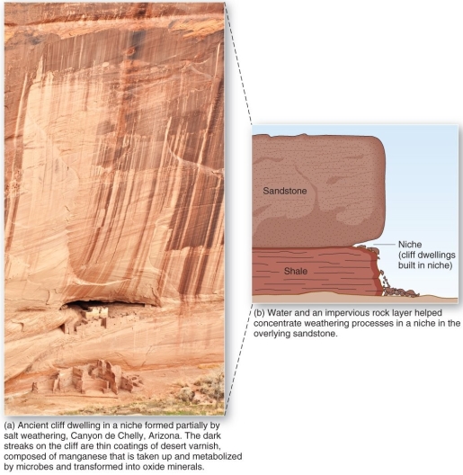 <strong>  A niche in sandstone, such as that in Arizona's Canyon de Chelly, is indicative of which weathering process?</strong> A) exfoliation B) carbonation C) frost wedging D) salt-crystal growth <div style=padding-top: 35px> 