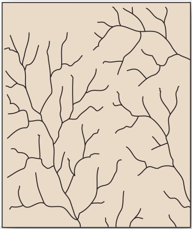<strong> This tree-like drainage pattern efficiently moves water and sediment through its system due to minimization of the total length of each branch.</strong> A) dendritic B) trellis C) radial D) deranged
