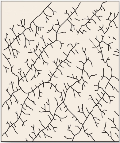 <strong> This drainage pattern is characteristic of dipping or folded topography.</strong> A) annular B) trellis C) radial D) rectangular