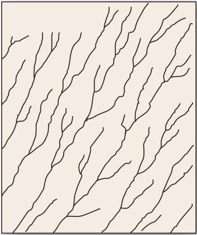 <strong> This drainage pattern is associated with steep slopes.</strong> A) parallel B) dendritic C) trellis D) deranged
