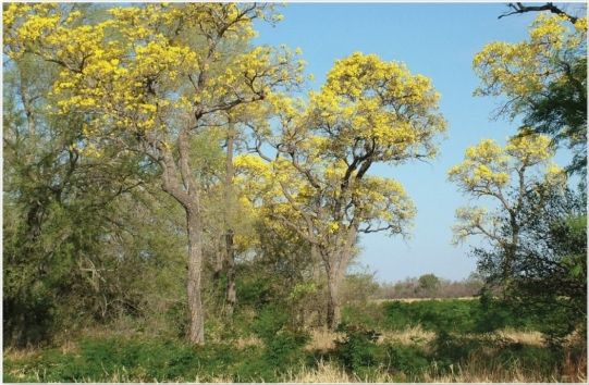 <strong> Trumpet trees (Tabebuia caraiba), a dry-season deciduous tree would likely be found in which of the following biomes?</strong> A) tropical seasonal forest and scrub B) tropical rain forest C) desert D) midlatitude grassland