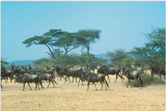 <strong> The Serengeti in east Africa is an example of which biome?</strong> A) Arctic and alpine tundra B) desert C) tropical savanna D) midlatitude grassland