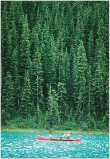 <strong> This extensive biome is dominated by evergreen needleleaf forests.</strong> A) boreal and montane forest B) midlatitude broadleaf and mixed forest C) tropical seasonal forest and scrub D) temperate rain forest