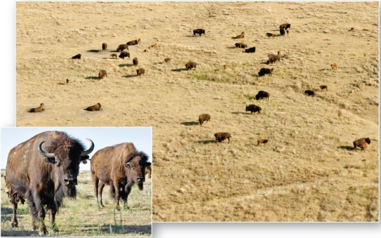 <strong> The near annihilation of the American bison (Bison bison) has restricted its occurrence to a few protected remnants and preserves in this biome.</strong> A) midlatitude broadleaf and mixed forest B) tropical savanna C) boreal and montane forest D) midlatitude grassland