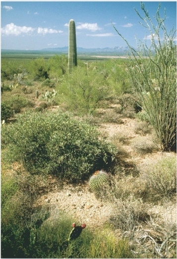 <strong> Succulents, such as the saguaro cactus (Carnegiea gigantea) found in southern Arizona, southeastern California, northern Mexico, and the Baja Peninsula, are representative vegetation in which biome?</strong> A) tropical savanna B) deserts C) Mediterranean shrubland D) midlatitude grassland