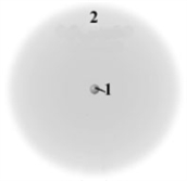 <strong>Consider the following model of a generic atom.   Which of the following is correct regarding the regions labeled 1 and 2?</strong> A)Region 1 contains most of the mass and is negatively charged. B)Region 2 contains very little mass and is positively charged. C)Region 1 contains most of the mass and is positively charged. D)Region 2 contains very little mass and is not charged. E)Region 1 contains most of the mass and not charged. <div style=padding-top: 35px> 