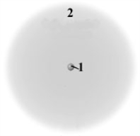 <strong>Consider the following generic picture of an atom.   Which of the following is correct about the regions labeled 1 and 2?</strong> A)Region 2 is populated by electrons and neutrons. B)Region 2 is populated by electrons an protons. C)Region 1 is populated by protons and neutrons. D)Region 1 is populated by protons and electrons. E)Region 1 is populated only by electrons and Region 2 only by protons. <div style=padding-top: 35px> 