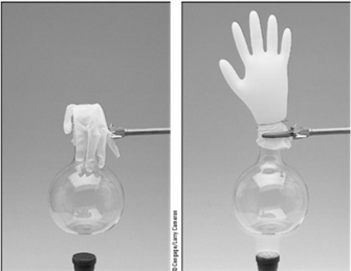 <strong>A plastic glove when attached to a flask gives the system a flexible volume.See the illustration below. From a starting point of 257 mL at 22 °C,to what volume will the system change if the temperature rises to 137 °C due to the heating by the laboratory burner?</strong> A)1.60 × 10<sup>3</sup> mL B)41.3 mL C)54.6 mL D)357 mL E)512 mL