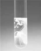 <strong>Cu(OH)<sub>2</sub> can be obtained from the addition of excess NaOH solution to a solution of Cu(NO<sub>3</sub>)<sub>2</sub> as shown in the figure. If the NaOH is added to 35.0 mL of 0.167 M Cu(NO<sub>3</sub>)<sub>2</sub> and the precipitate isolated by filtration,what is the theoretical yield of the reaction?</strong> A)0.471 g B)585 g C)1.10 g D)0.570 g E)1.14 g