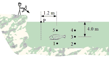 A fish swims 4.0 m below the surface of a still lake as shown in the figure. When an archer attempts to shoot the fish, the arrow enters the water at point P that is a horizontal distance 1.2 m from the fish.   -If the archer is successful in shooting the fish, what angle does the arrow make with the horizontal as it enters the water?
