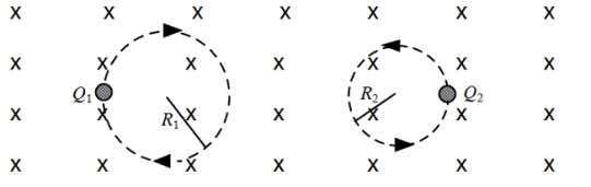 <strong>Two charged particles of equal mass are traveling in circular orbits in a region of uniform, constant magnetic field as shown. The particles are observed to move in circular paths of radii R<sub>1</sub> and R<sub>2</sub> with speeds v<sub>1</sub> and v<sub>2</sub>, respectively.   As the figure shows, the path of particle 2 has a smaller radius than that of particle 1. Which one of the following statements about this system is false?</strong> A)|v<sub>1</sub>/Q<sub>1</sub>| < |v<sub>2</sub>/Q<sub>2</sub>| B)Particle 2 carries a positive charge. C)Particle 1 carries a negative charge. D)Neither particle gains energy from the magnetic field. E)The particle velocities have no components parallel to the magnetic field. <div style=padding-top: 35px> 