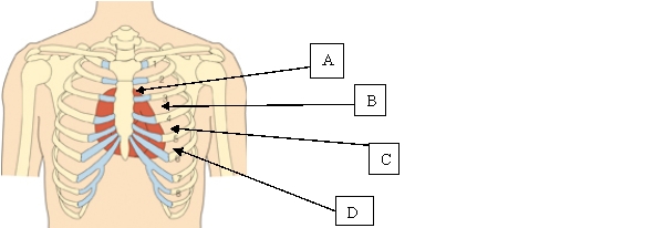<strong>The nurse is assessing the client's cardiovascular system during the physical assessment. Which location will the nurse use to palpate the point of maximal impulse/apical pulse? </strong> A) A. B) B. C) C. D) D.