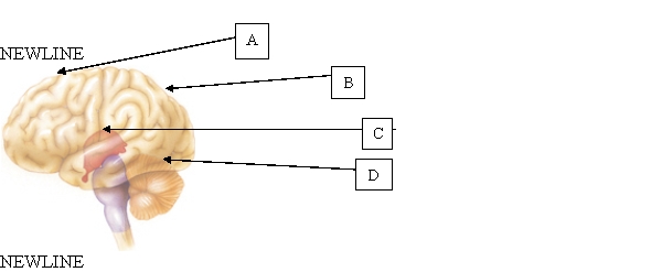 <strong>The nurse is caring for a client having problems with emotional appropriateness as a result of a brain injury. Based on this data, which area of the brain has been damaged? </strong> A) A. B) B. C) C. D) D.