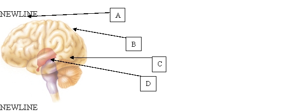 <strong>The nurse is caring for a client with a traumatic brain injury (TBI). The client begins to experience bradycardia. Which area of the brain is likely responsible for the changes in heart rate? </strong> A) A. B) B. C) C. D) D.