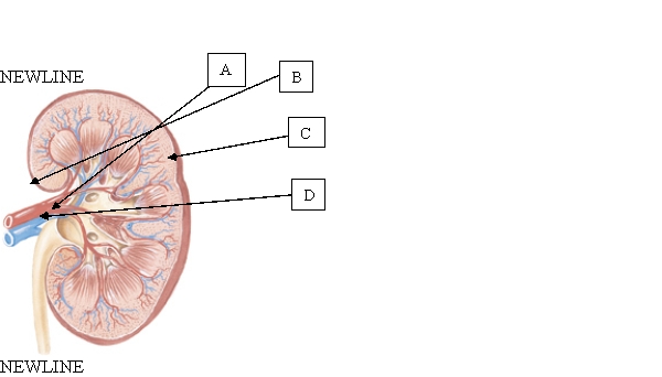 <strong>The nurse is performing a urinary system assessment and wishes to percuss at the right costovertebral angle. When assessing this location on the client, which area of the kidney is assessed? </strong> A) A. B) B. C) C. D) D.