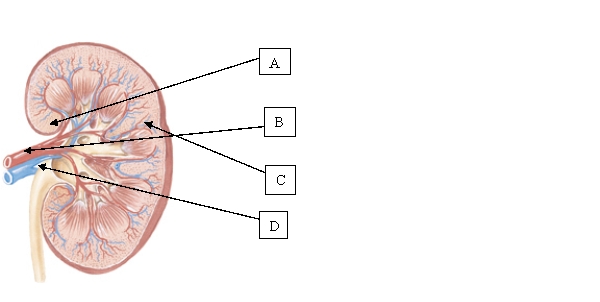 <strong>Which structure in the kidney is made up of pyramids and calyces, whose function is to collect urine and transport it into the renal pelvis? </strong> A) A. B) B. C) C. D) D.