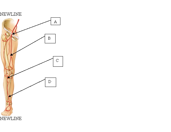 <strong>The client developed a pulmonary embolism. In which most distal area of the lower extremity did the embolism likely originate? </strong> A) A. B) B. C) C. D) D.
