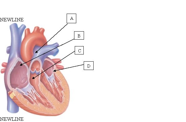 <strong>The client's healthcare provider determines that the client's left ventricle is functioning adequately. When teaching the client about the left ventricle, which location will the nurse include in the educational session? </strong> A) A. B) B. C) C. D) D.
