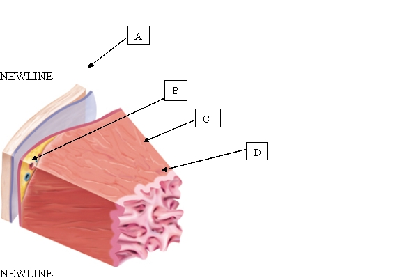 <strong>The client has a history of rheumatic fever. Which layer of the heart is at the greatest risk for damage due to infection? </strong> A) A. B) B. C) C. D) D.