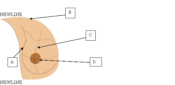 <strong>The nurse is preparing a poster on self-breast examination and is labeling the anatomical structures of the breast. Which location will the nurse use to identify the tail of Spence? </strong> A) A. B) B. C) C. D) D.